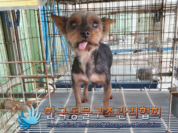 종료(안락사) 요크…